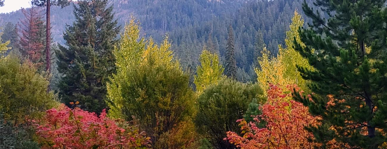 Fall foliage with red maple and yellow cottonwood trees among evergreen trees with a mountain and sunrise glow in the background.