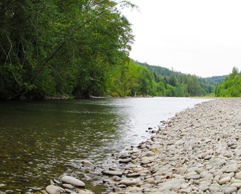 Bogachiel River with a rocky shore surrounded by trees.