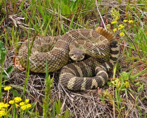 A rattlesnake sits in the grass coiled up, with its rattle in motion.