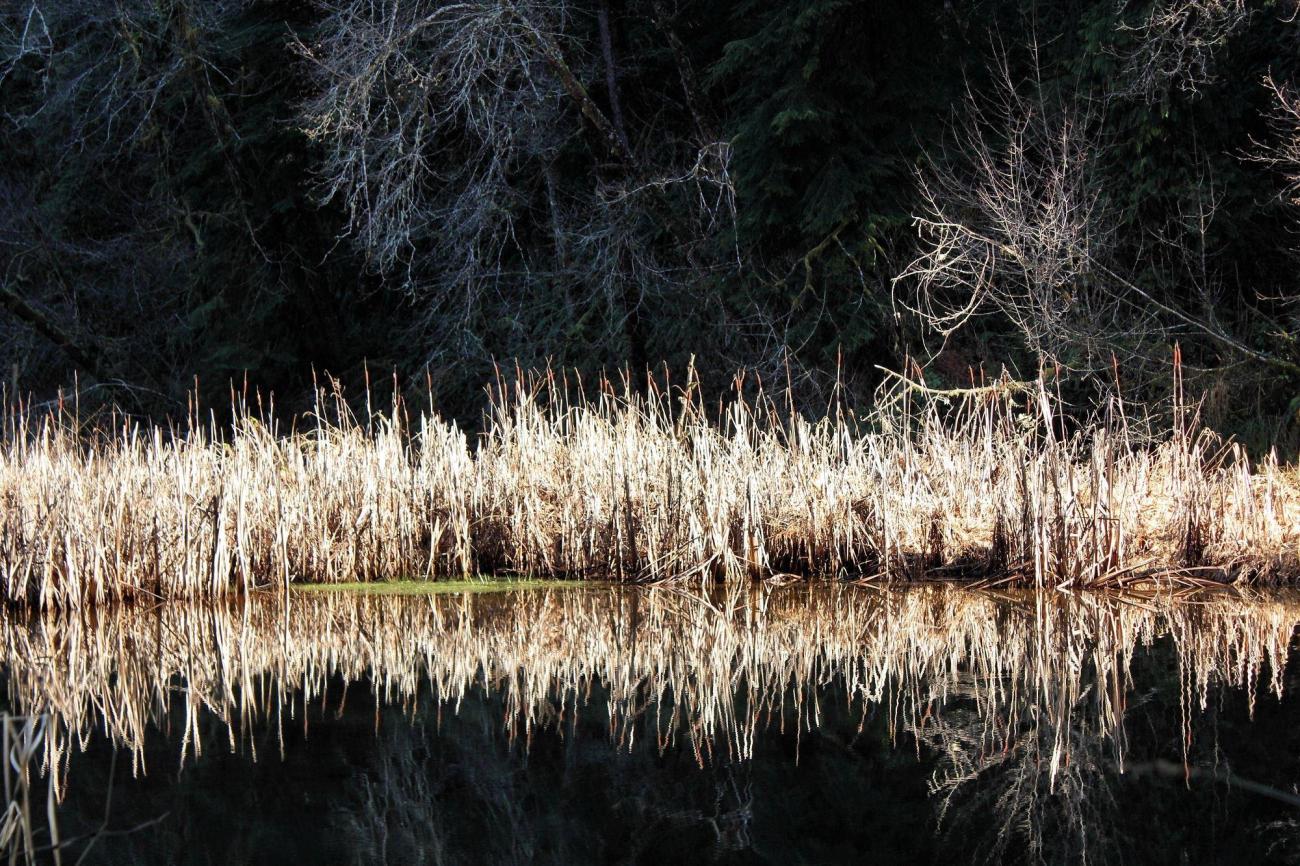 Reeds and trees reflected in still lake.