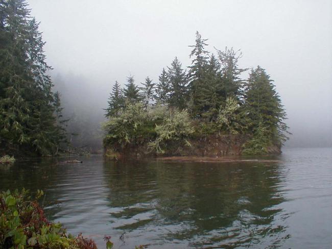 Water surrounds a small island with evergreen trees