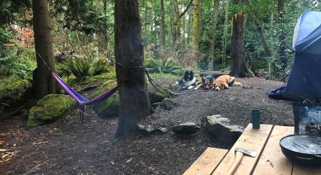 Campsite surrounded by trees with three leashed dogs looking toward a picnic table