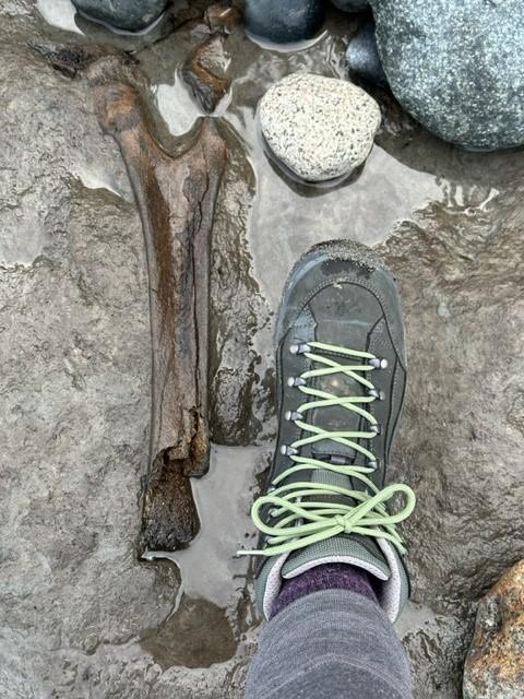 Bone on beach next to a boot for scale