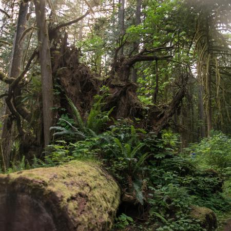 A dirt trail is on the right with a huge downed tree to the left with it's massive roots visible. The undergrowth and ferns are growing up and around the log and in the background lush green trees and undergrowth can be seen. 