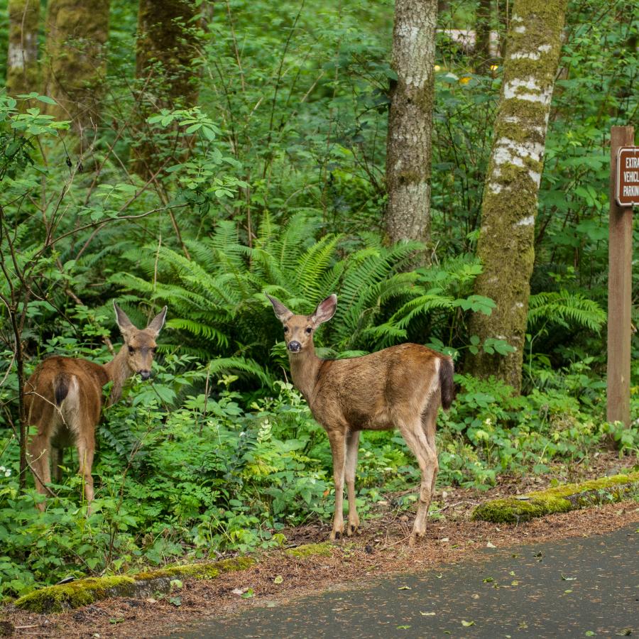 Two young black tailed deer graze beside the roadway leading into the park.