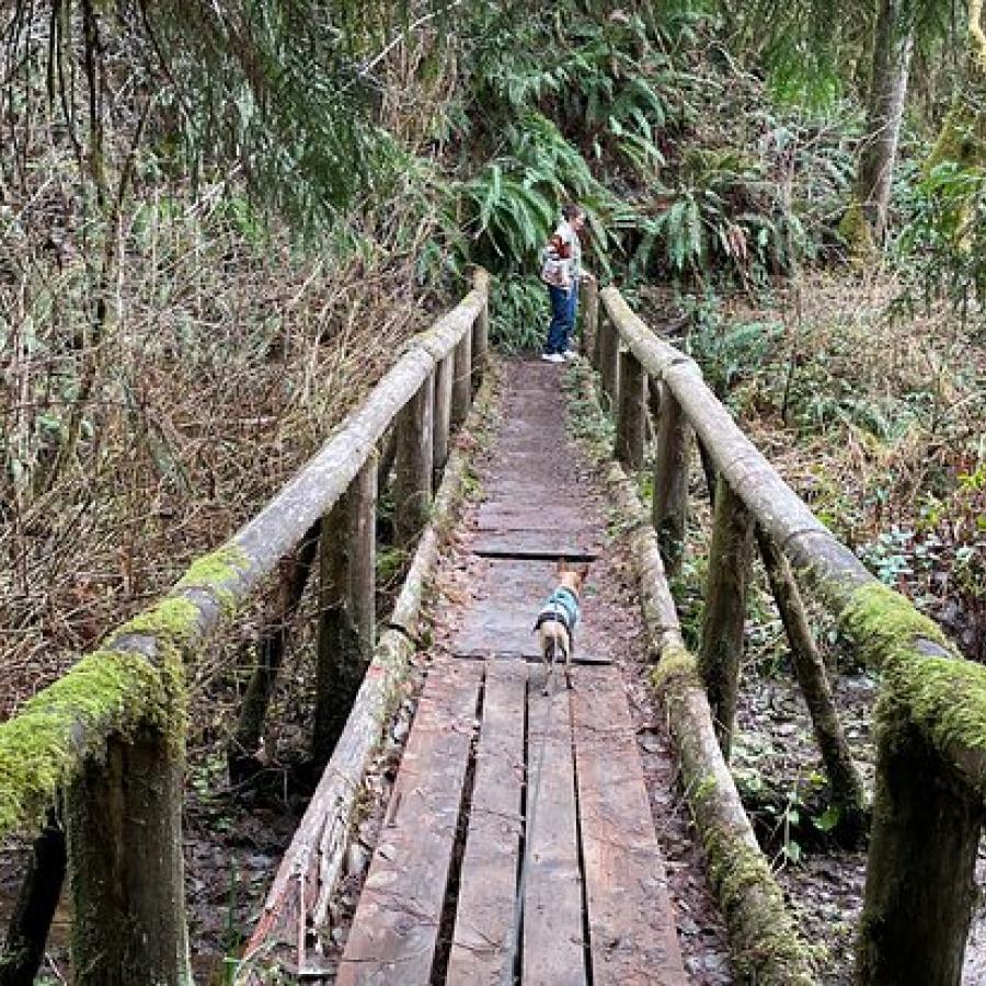 mossy covered wood bridge with round hand rail