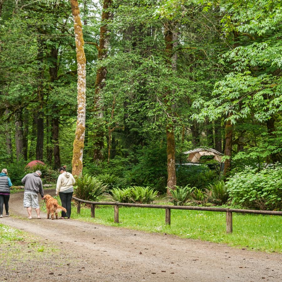 Five visitors and a dog walking down a dirt path surrounded by lush, green leaved trees. In the trees it looks like there may be a khaki colored tent set up.