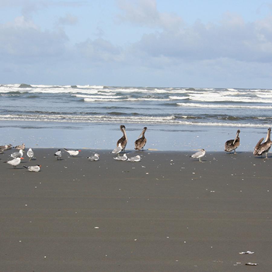 Grayland beach pelicans on sandy coastal beach Ocean view
