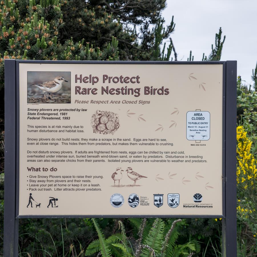 Grayland beach nesting birds snowy plovers