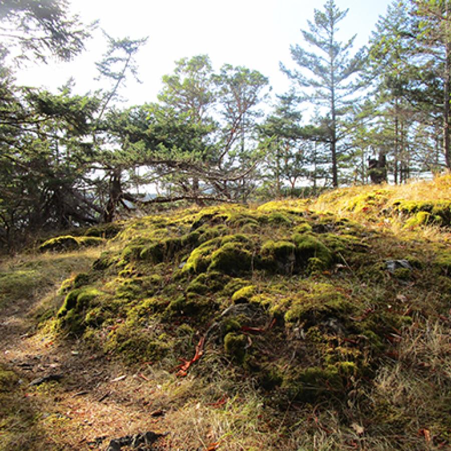 A mossy green trail stretches up a small hill and tall trees are in the distance