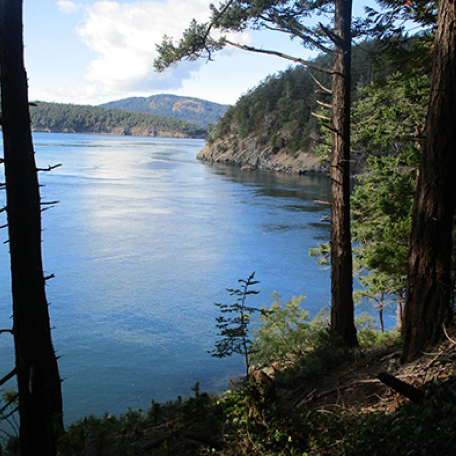 A view looking down from a cliff along the water. There are tall trees on the cliff and the water below is dark blue.