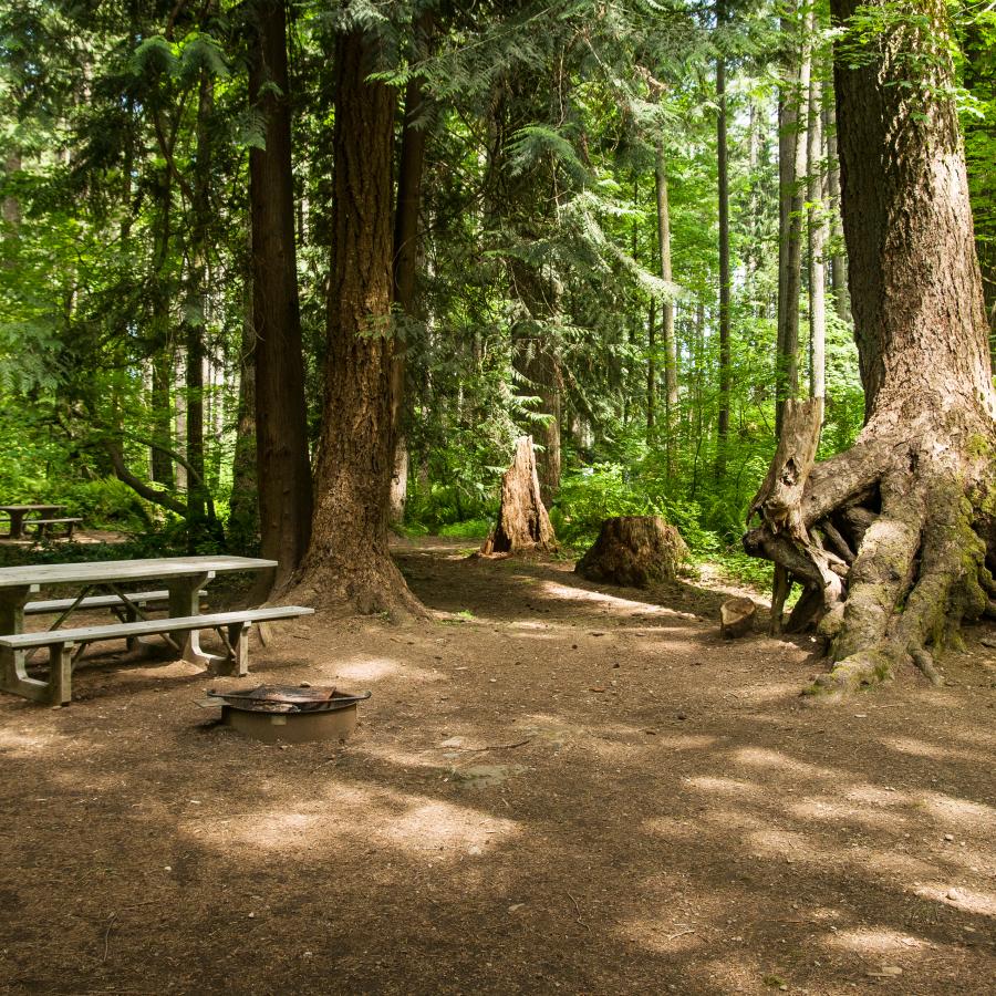 Campsite at Millersylvania.