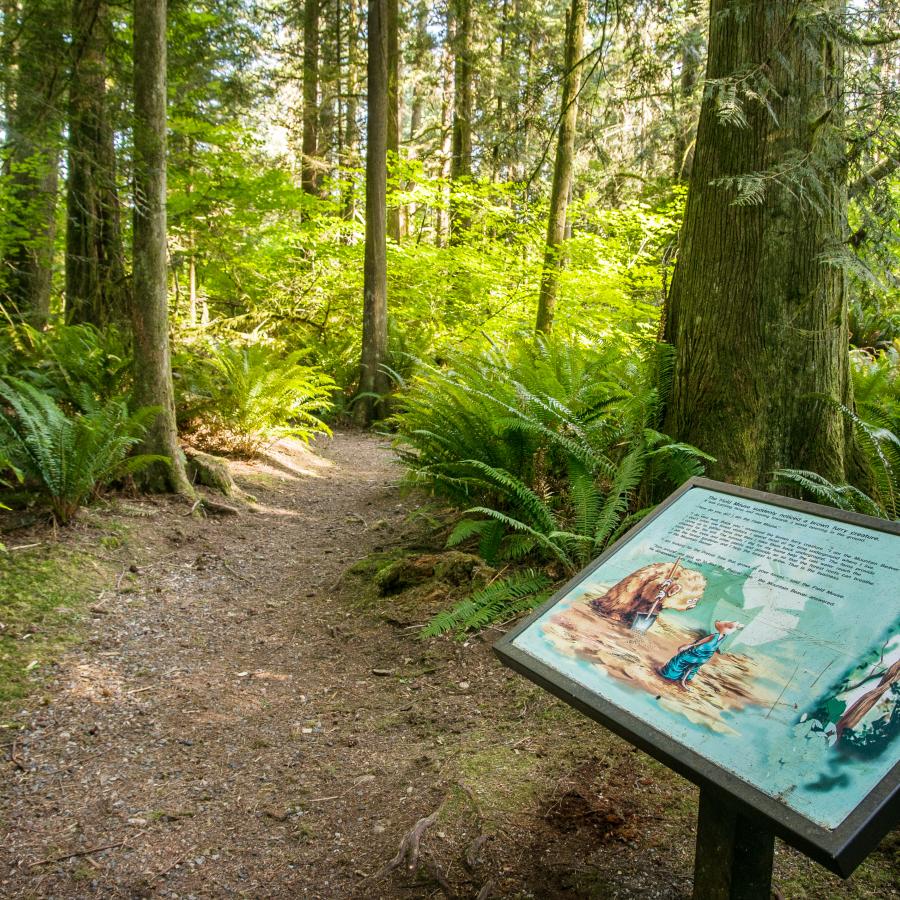 Interpretive sign in the front, right side of the photo describes the "Pretzel Tree."  The gravel and dirt trail in the center of the photo is flanked on both sides by lush green trees and ferns. 