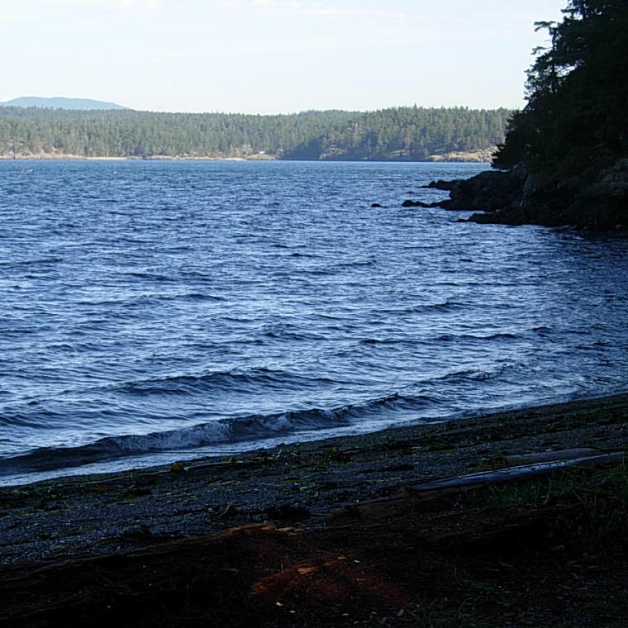 Shoreline with trees in the distance.