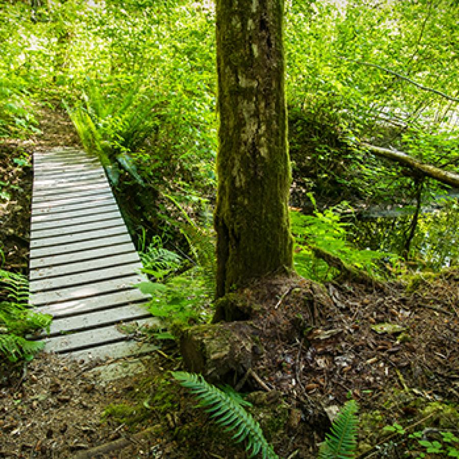 Footbridge along trail in Federation Forest State Park.