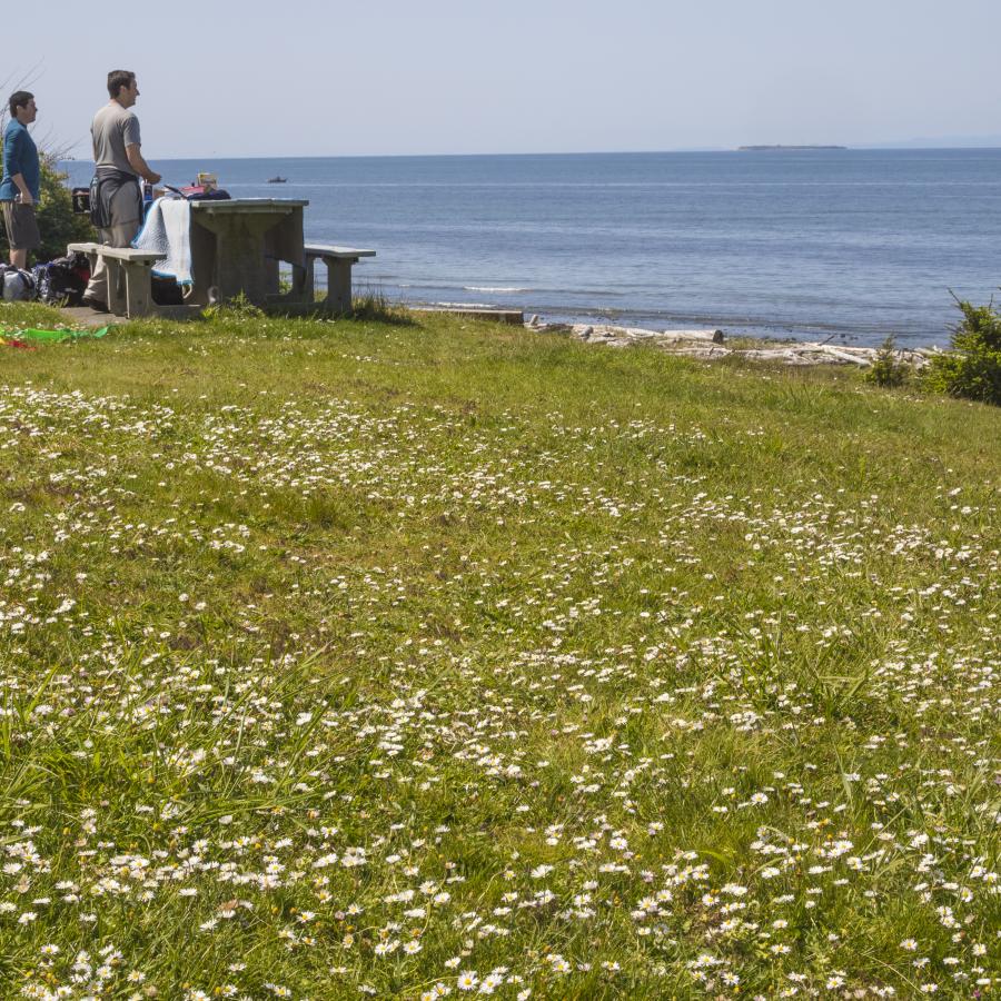 A couple enjoying a picnic at a table in a grassy lawn with clover flowers in bloom. The couple looking over the water with an island in the distance.
