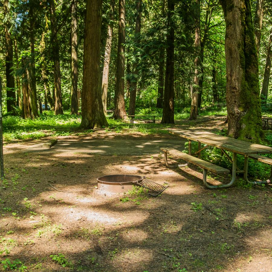A picnic tables sits next to a fire pit at a campsite surrounded by tall trees and green ground coverage. 