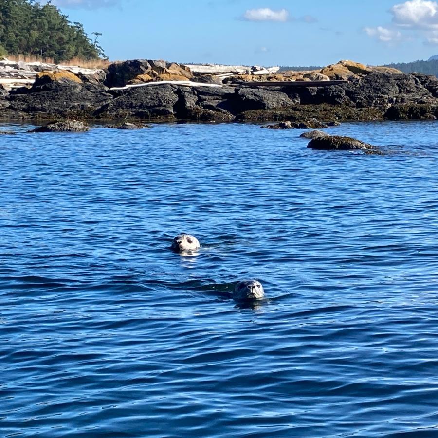 Facing you are two seals swimming in the blue water, only their grey heads can be seen. In the background are large black rocks, a few at the water line are covered with seaweed. Some rocks further from the water are orange, with driftwood resting on top. An evergreen forest in the back left with a distant treed hillside on the far right. A blue, slightly cloudy sky sits above.