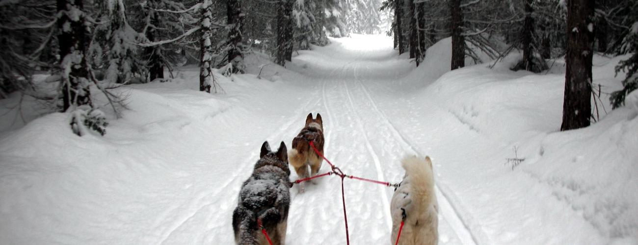 Dogs pulling sled along snowy trail