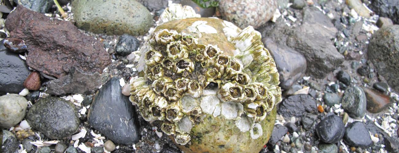 Beach rocks and barnacles. 