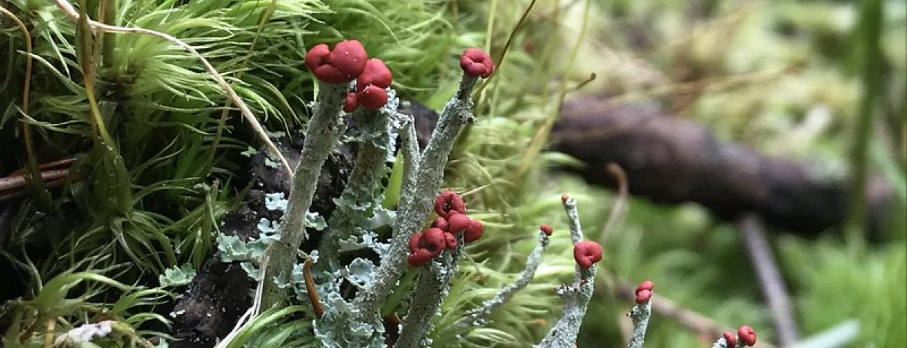 Moss and lichen