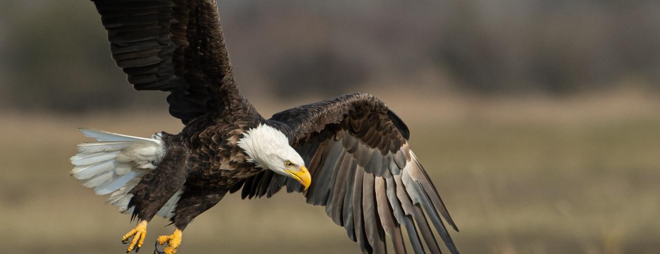 An eagle flying over a marshland area 