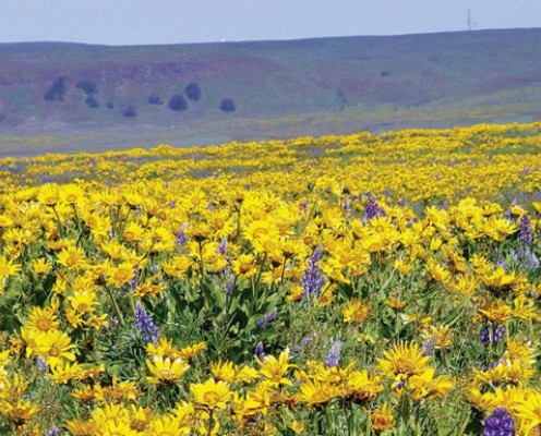 A field of yellow flowers (balsamroot) with purple bluffs in the background