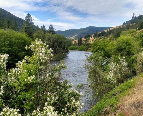 The Klickitat Trail blossoms in May and June.