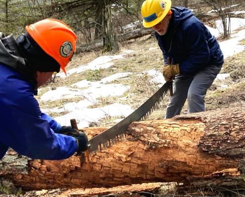 Two people use a hand saw to cut a fallen timber.