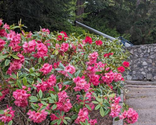 Rhododendrons with historic big gun in background