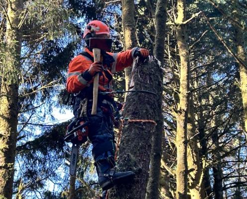 An arborist in an orange vest in a tree with a chainsaw.