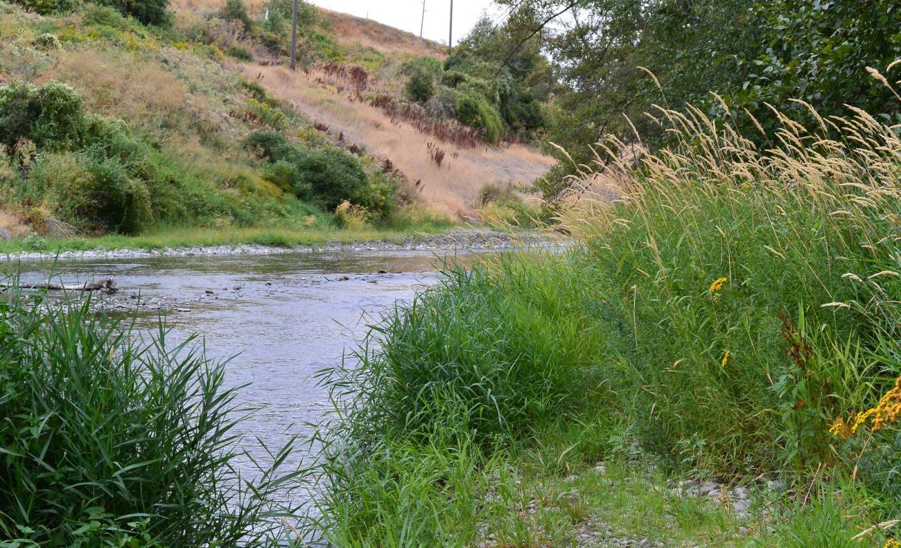 A view of the Touchet River at Lewis and Falls Trail State Park