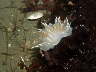 White-lined Dirona a type of nudibranch