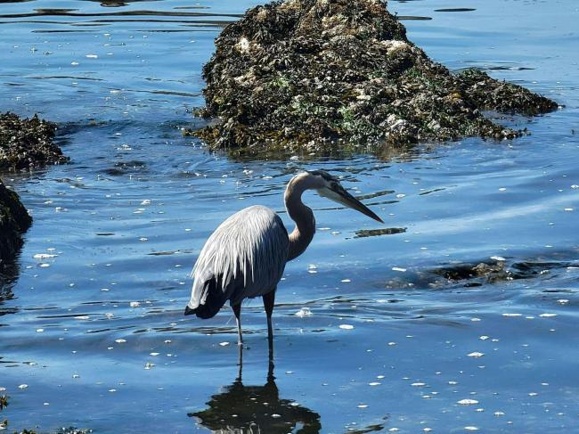 A great blue heron stands in the water near some rocks