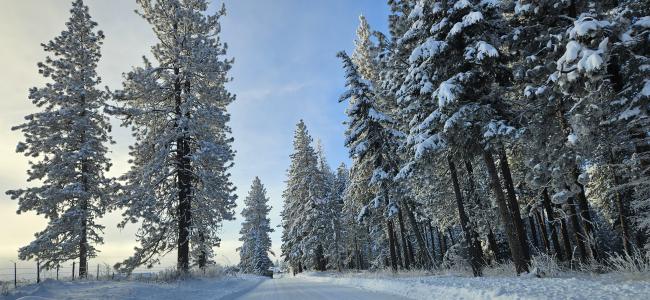 Tall, snowy trees in the morning light
