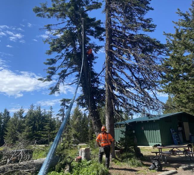 A rope rises into a tree with a person working in it, while another person looks from the ground.