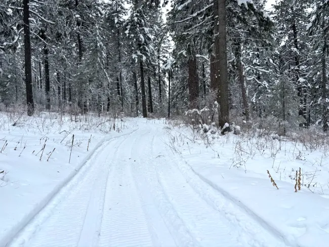 A snowy trail through dense trees