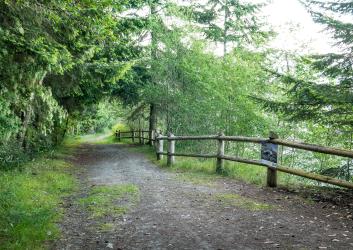 A wide dirt walking path, lined with a wood fence and covered with green trees.