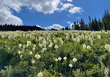 Beargrass at Mount Spokane by Laura Brou