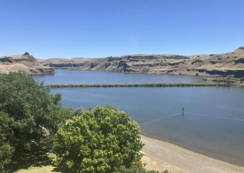 Shrub-like trees stand in the foreground on a beach along a lagoon with a river in the background.