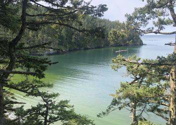 An algae bloom in a bay with trees in the foreground.