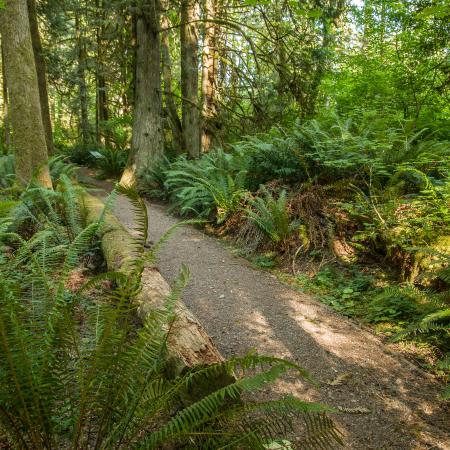 Gravel and dirt trail goes from right to left diagonally through the photo. Ferns are visible on both sides of the trail as well as large trees with grey, greeniish bark.