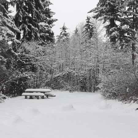 Snow covered campsite with picnic table and large fir trees at Dash Point State Park.