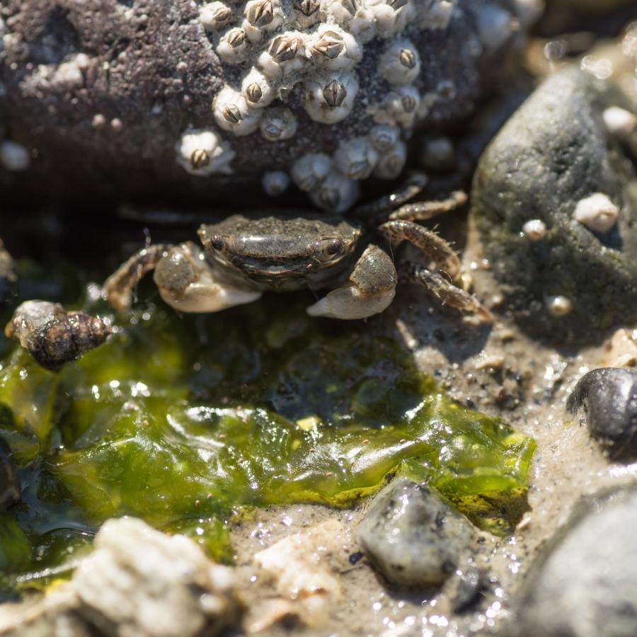 Crab hiding under a rock on the beach