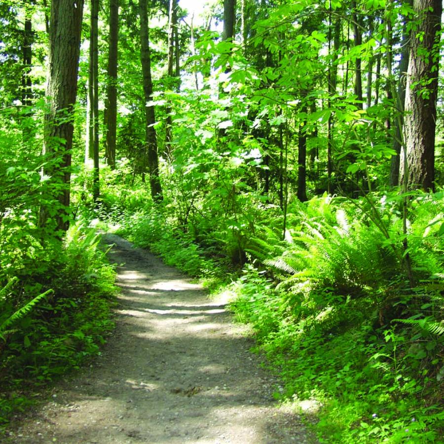 Bridle Trails State Park Trail Photo