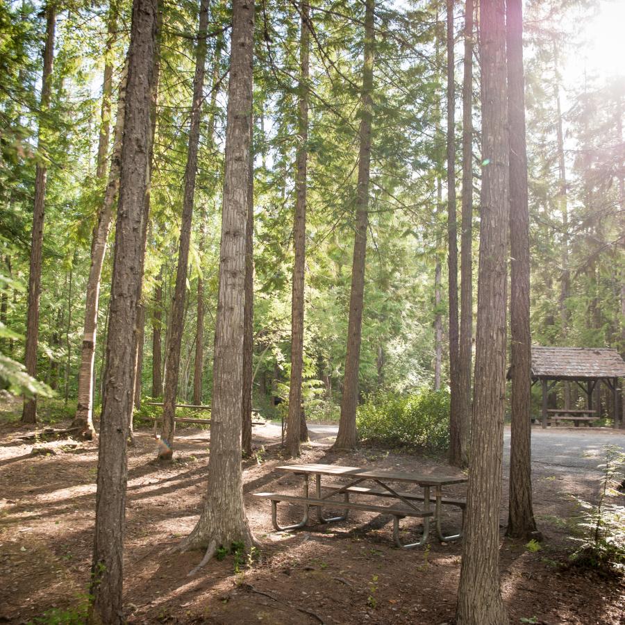 Two picnic tables in a small grove with spots of light shining through the trees.