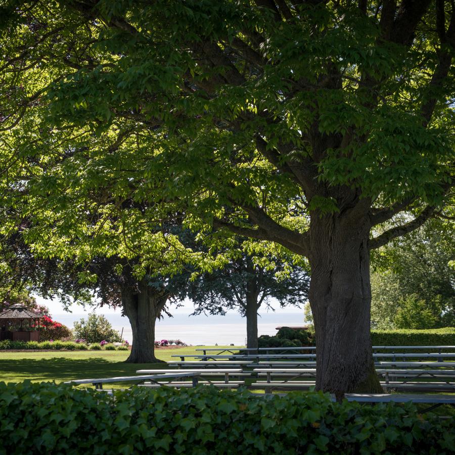 Big trees and green grass on a sunny day