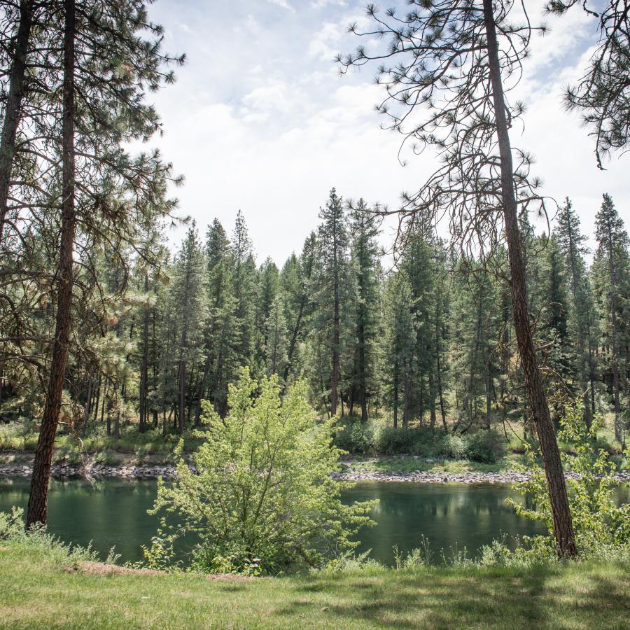 A view of the Spokane River flowing calmly with pine trees on each bank.