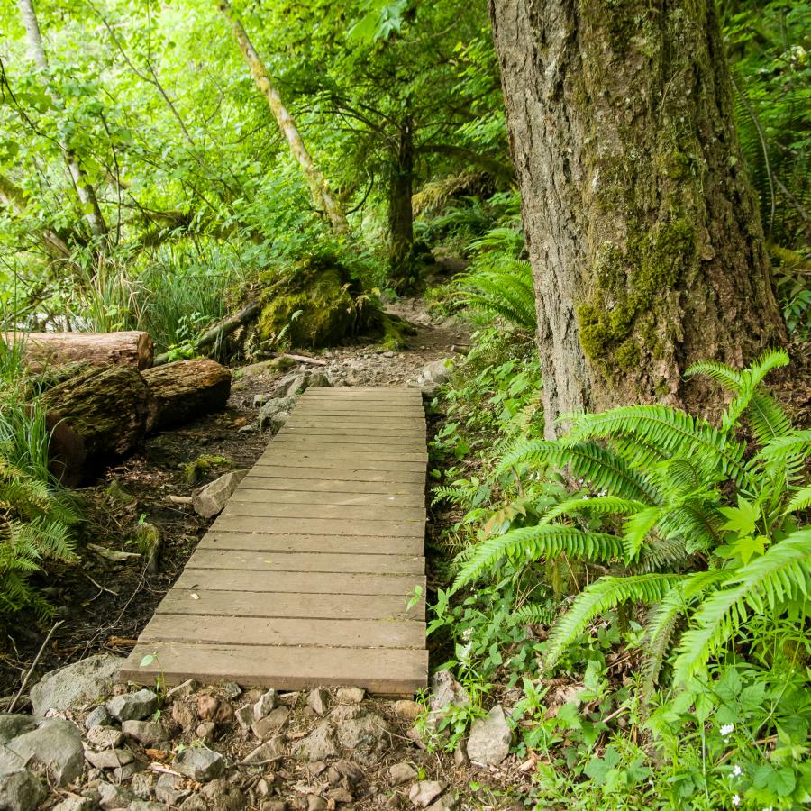 A boardwalk on a hiking trail surrounded by lush green plants.