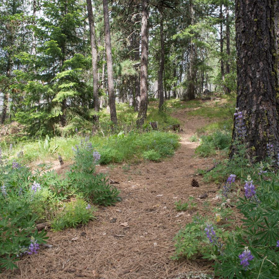 Treelined wooded path for hiking trail